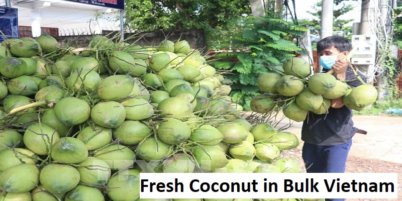 Fresh Coconut in Bulk Vietnam